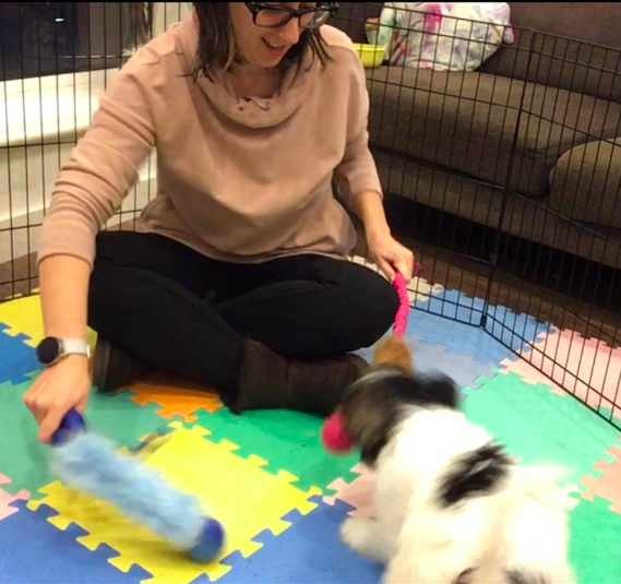 Puppy Class Play Manchester London New York Dog Trainer near me
