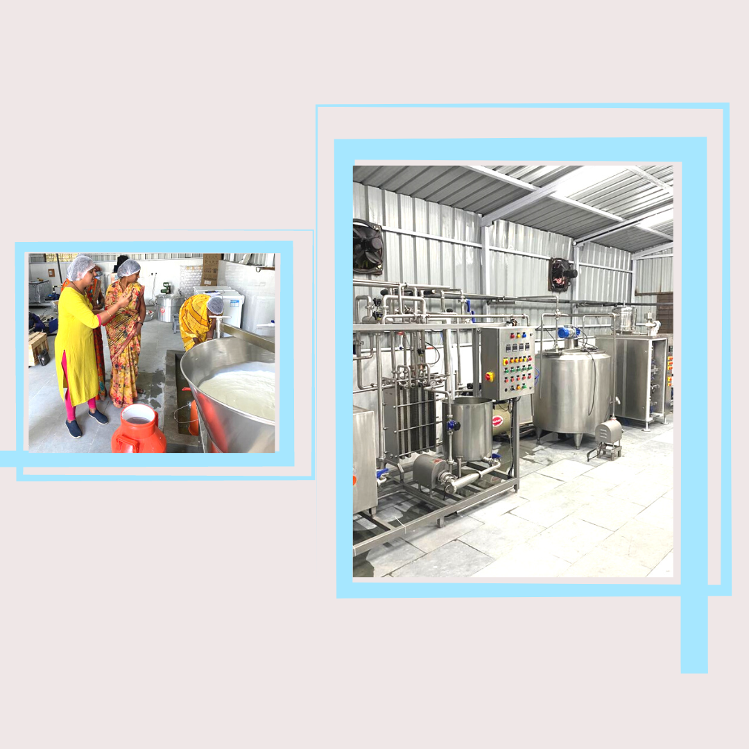 Dairy processing plant set up