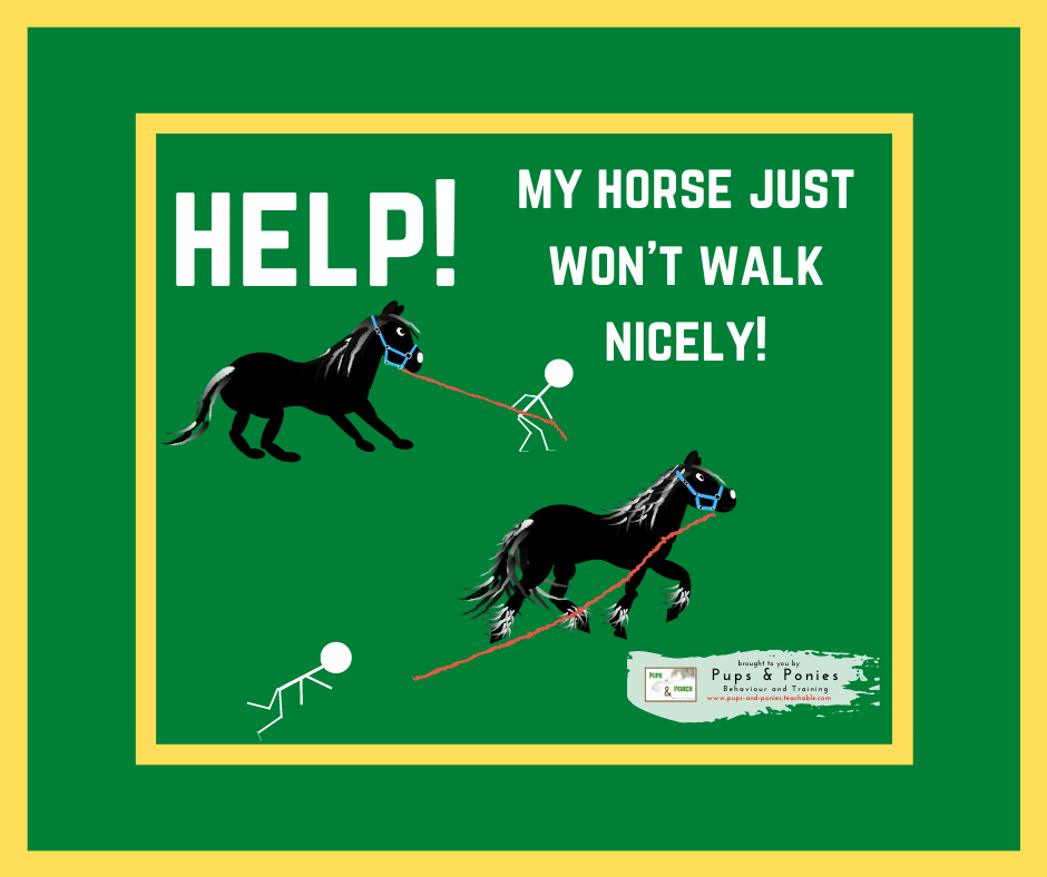 HELP! MY HORSE JUST WON'T WALK NICELY!