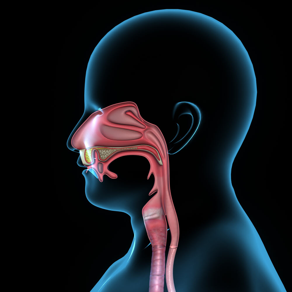 Digital drawing of a transparent head showing the mouth, nose and vocal tract