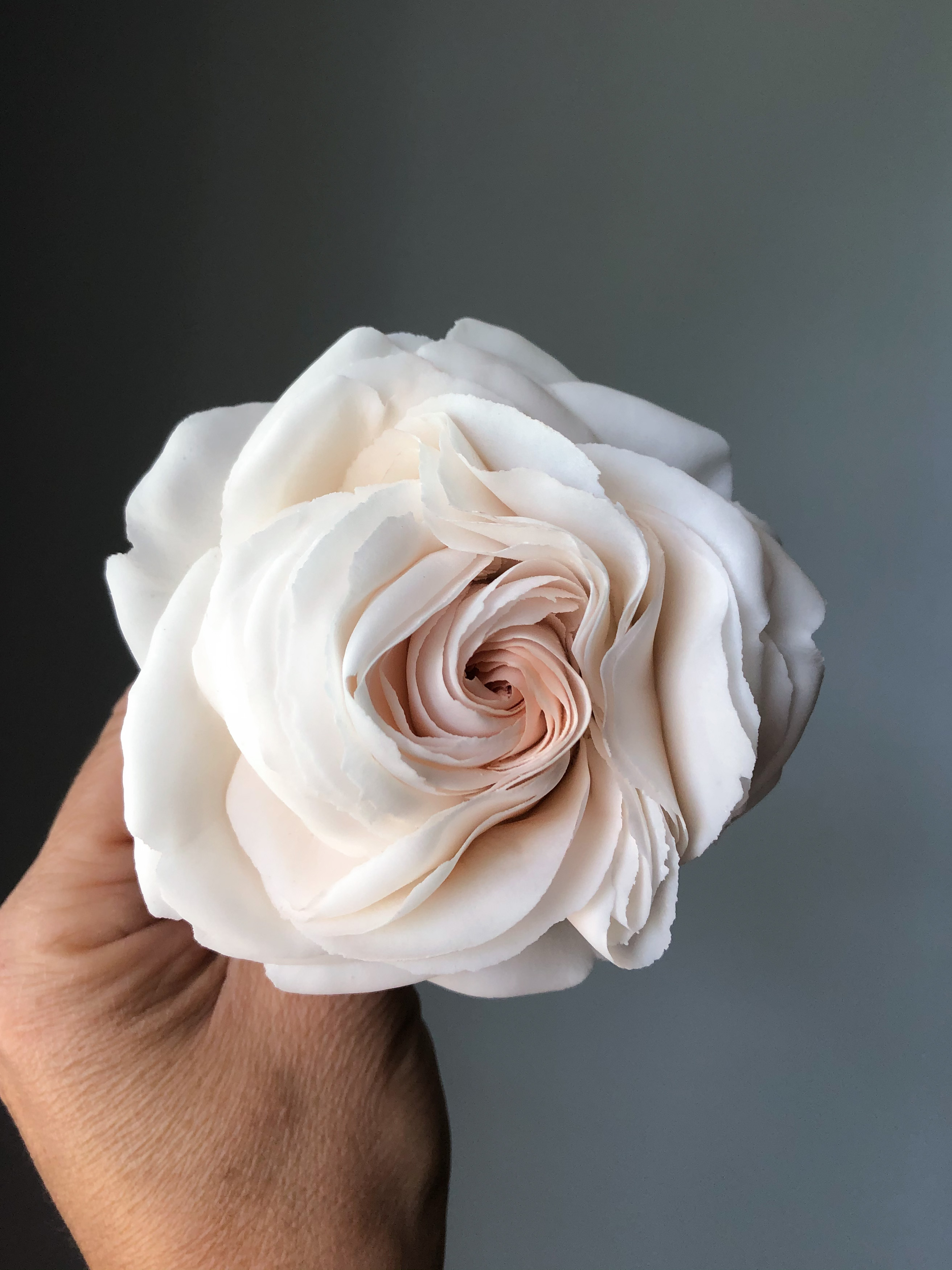 Image of Spiral Rose