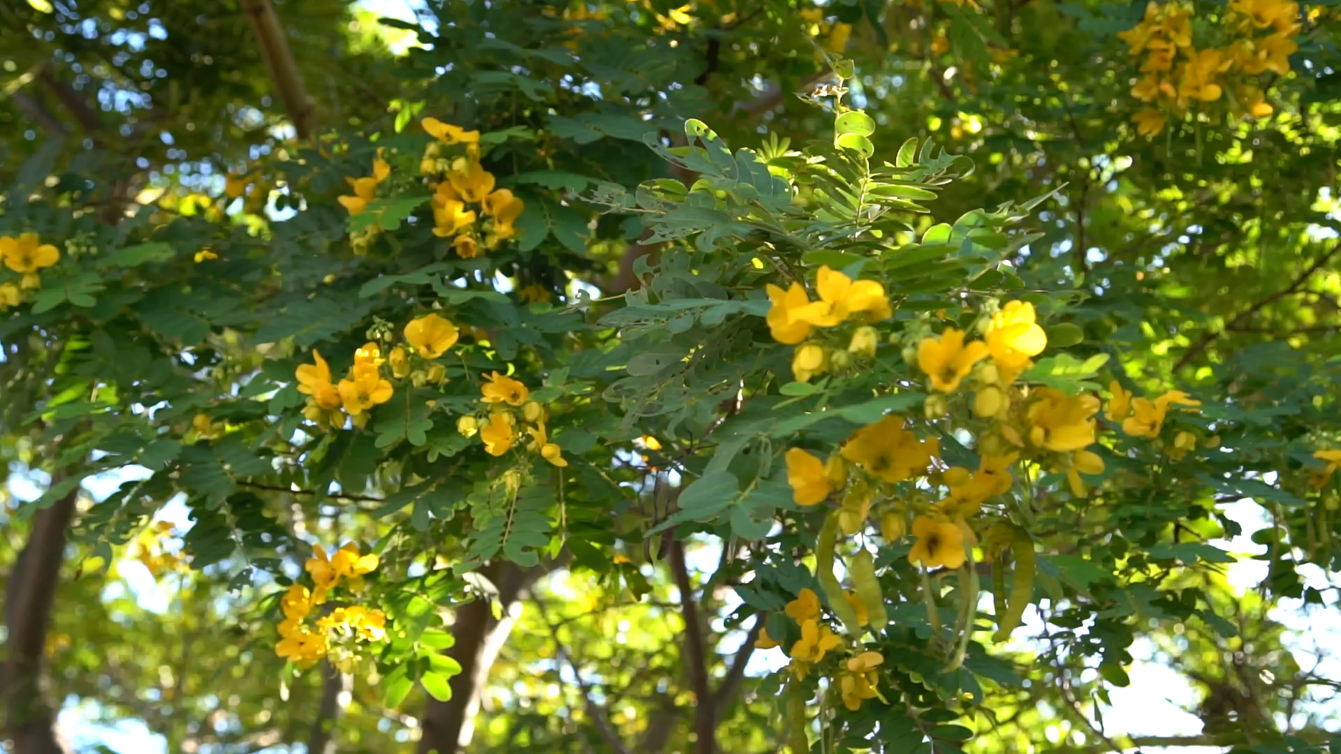 A tree with yellow blossoms.
