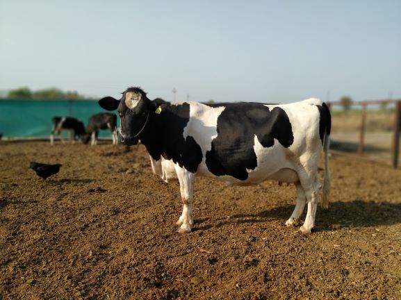 Management practices in dairy farms