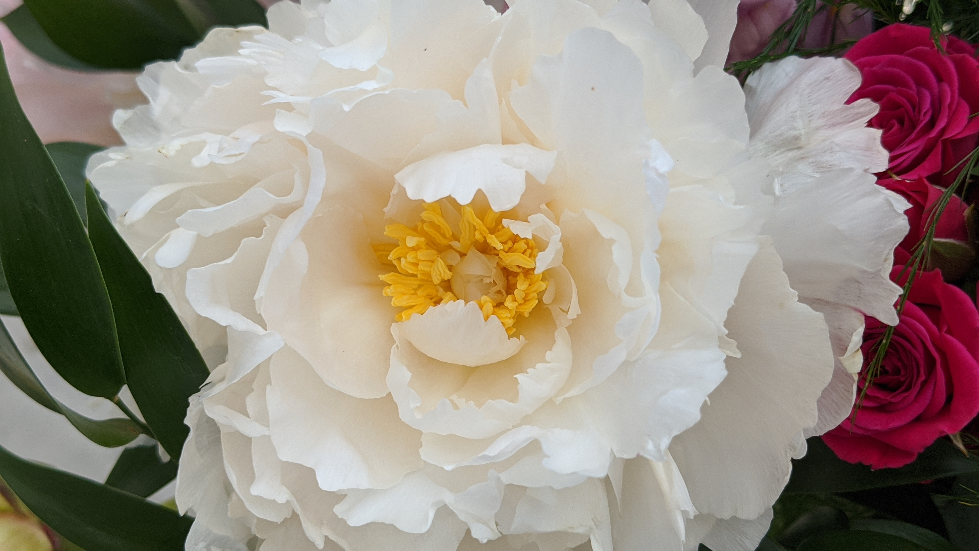 Peonies