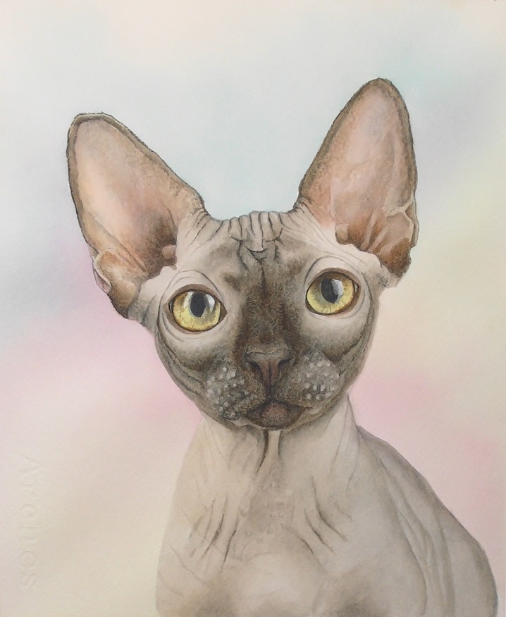 siamese cat in watercolor by rebecca rhodes