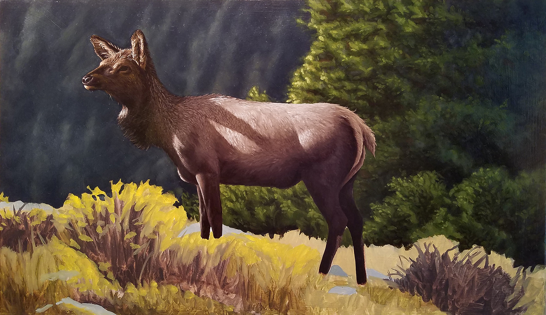 Elk oil painting, indirect method, over painting layer, subject by Artist Robert Louis Caldwell