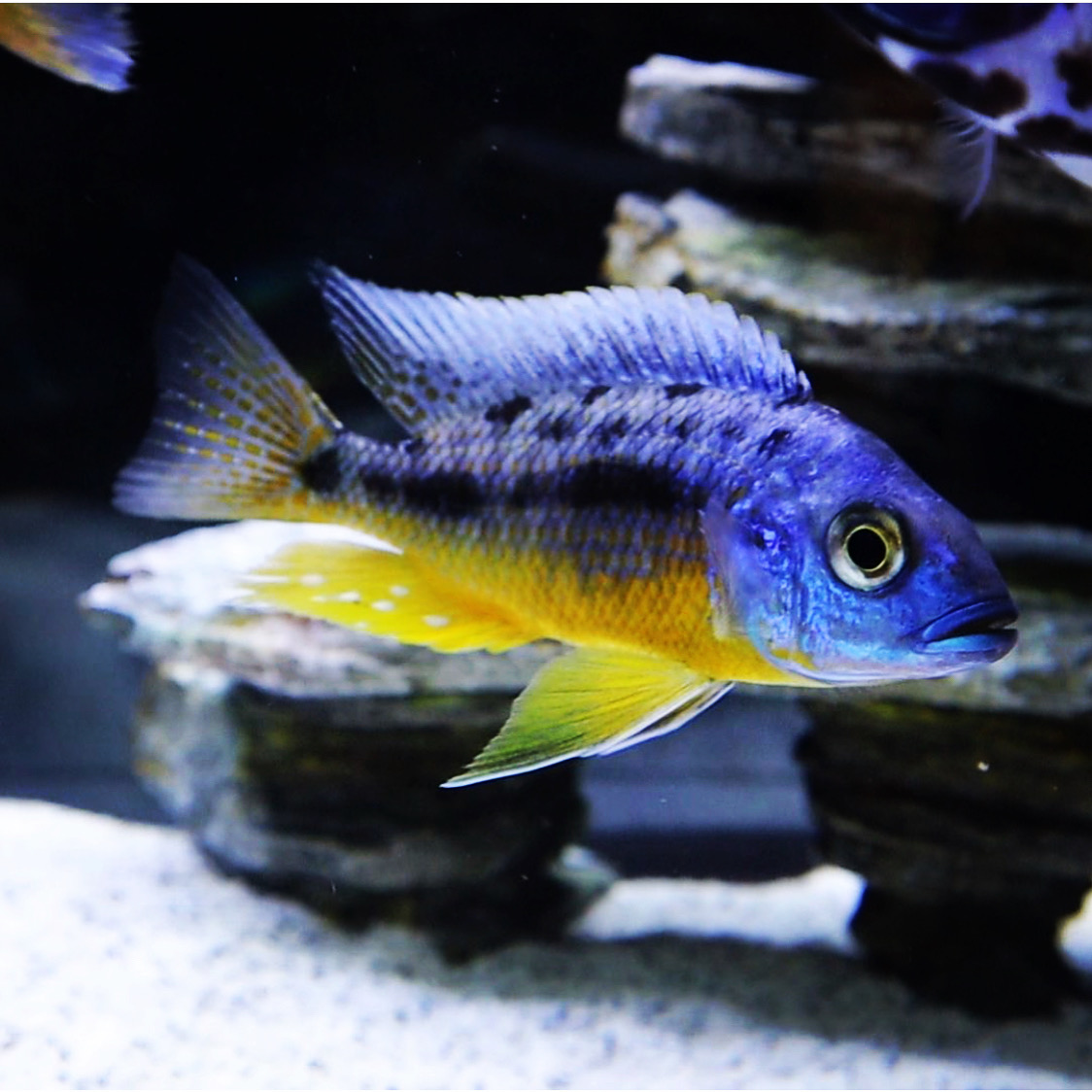 Insignus Hap African Cichlid