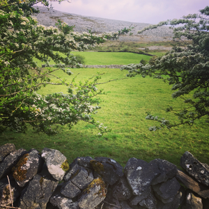 Myth and Magic of The Trees of Ireland