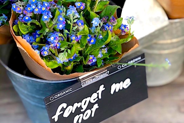 Pot with a blue flowering plant and a label with the writing 'Forget me not'