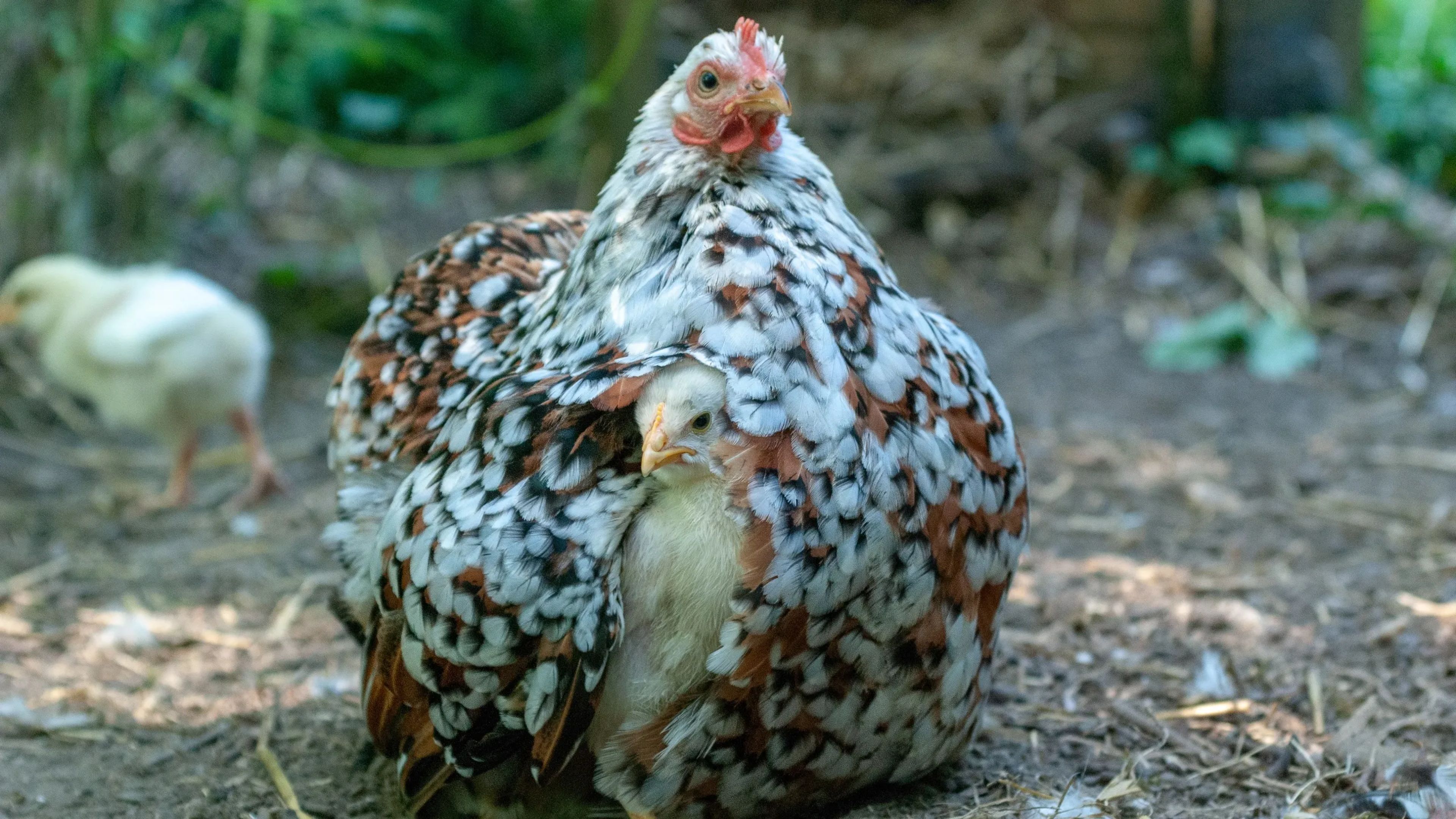 Un poussin enfoui dans le plumage de sa mère poule.