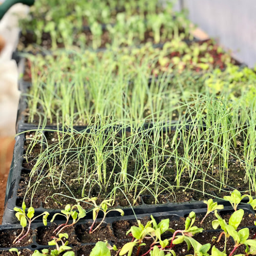 Seedlings