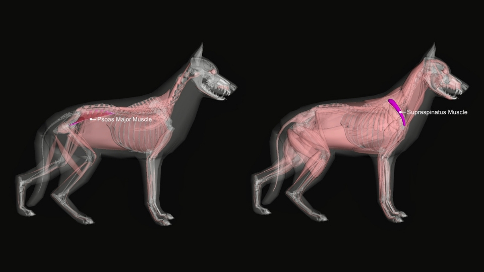 iliopsoas muscle dog