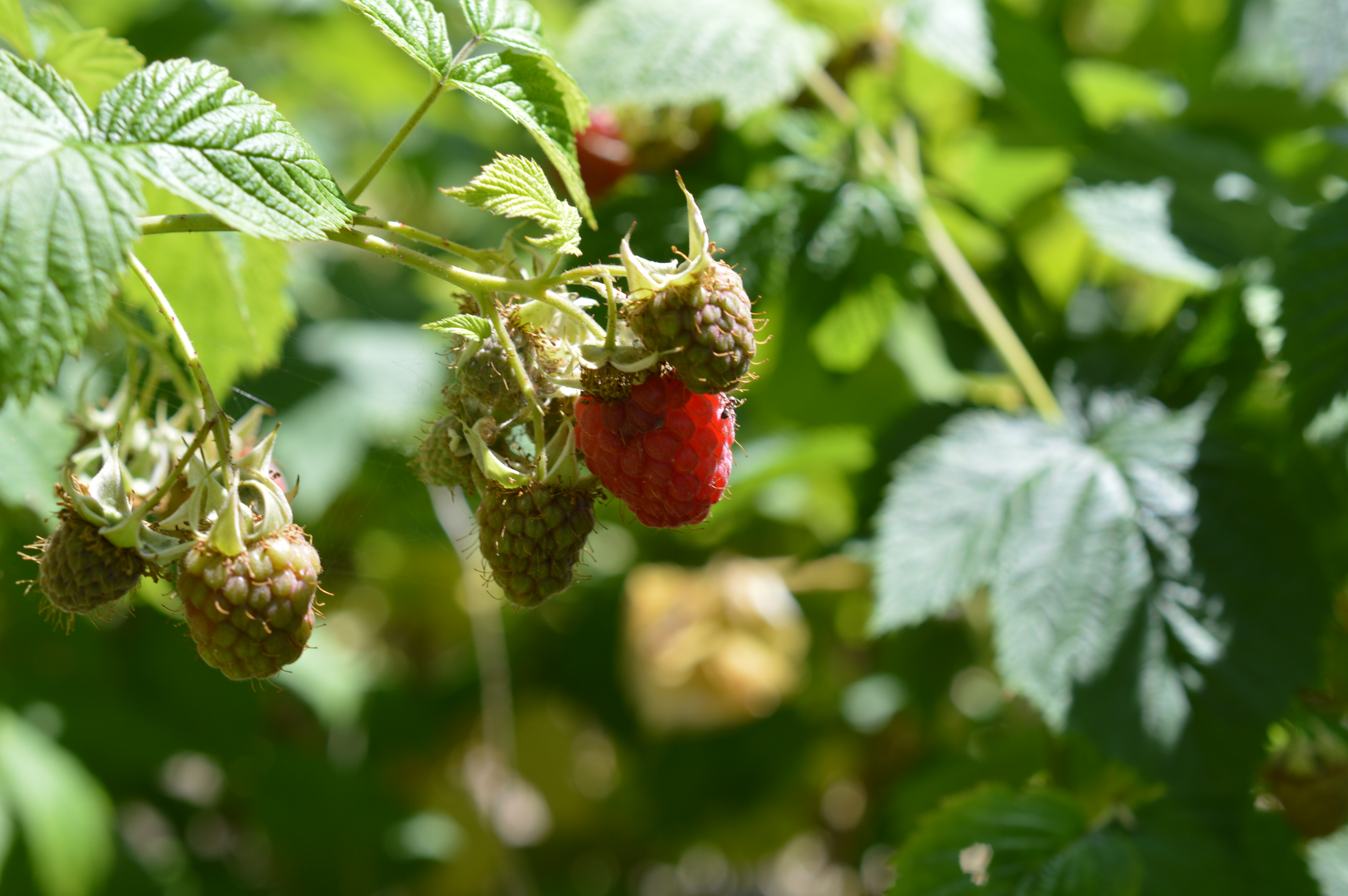 Image of raspberry bush: a simple recipe for more happiness, gratitude ebook