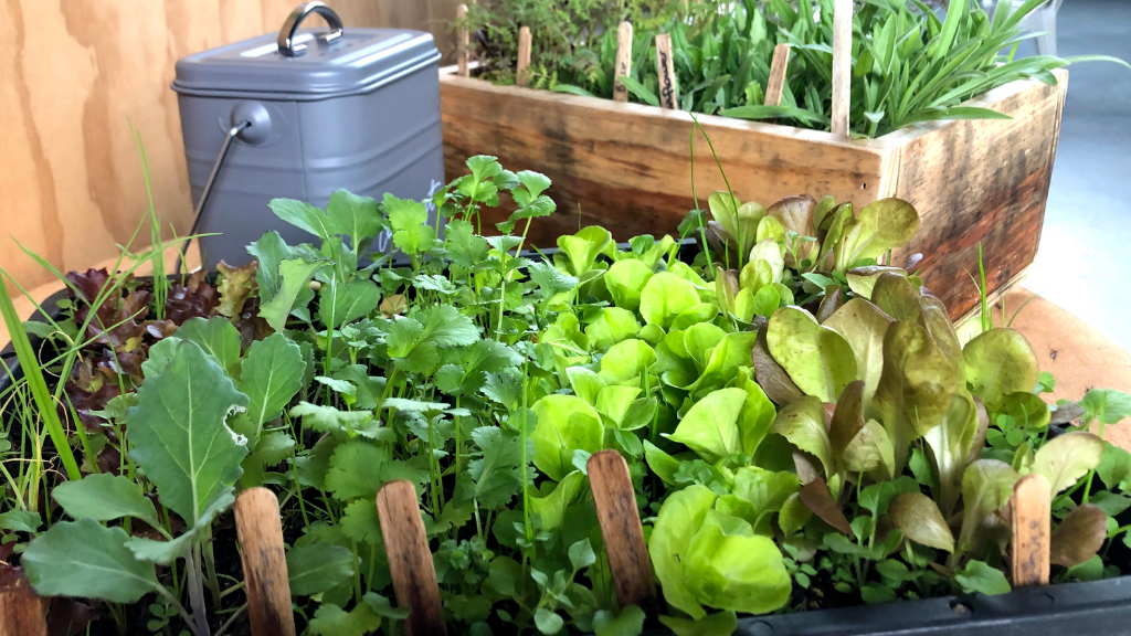 Tray of seedlings