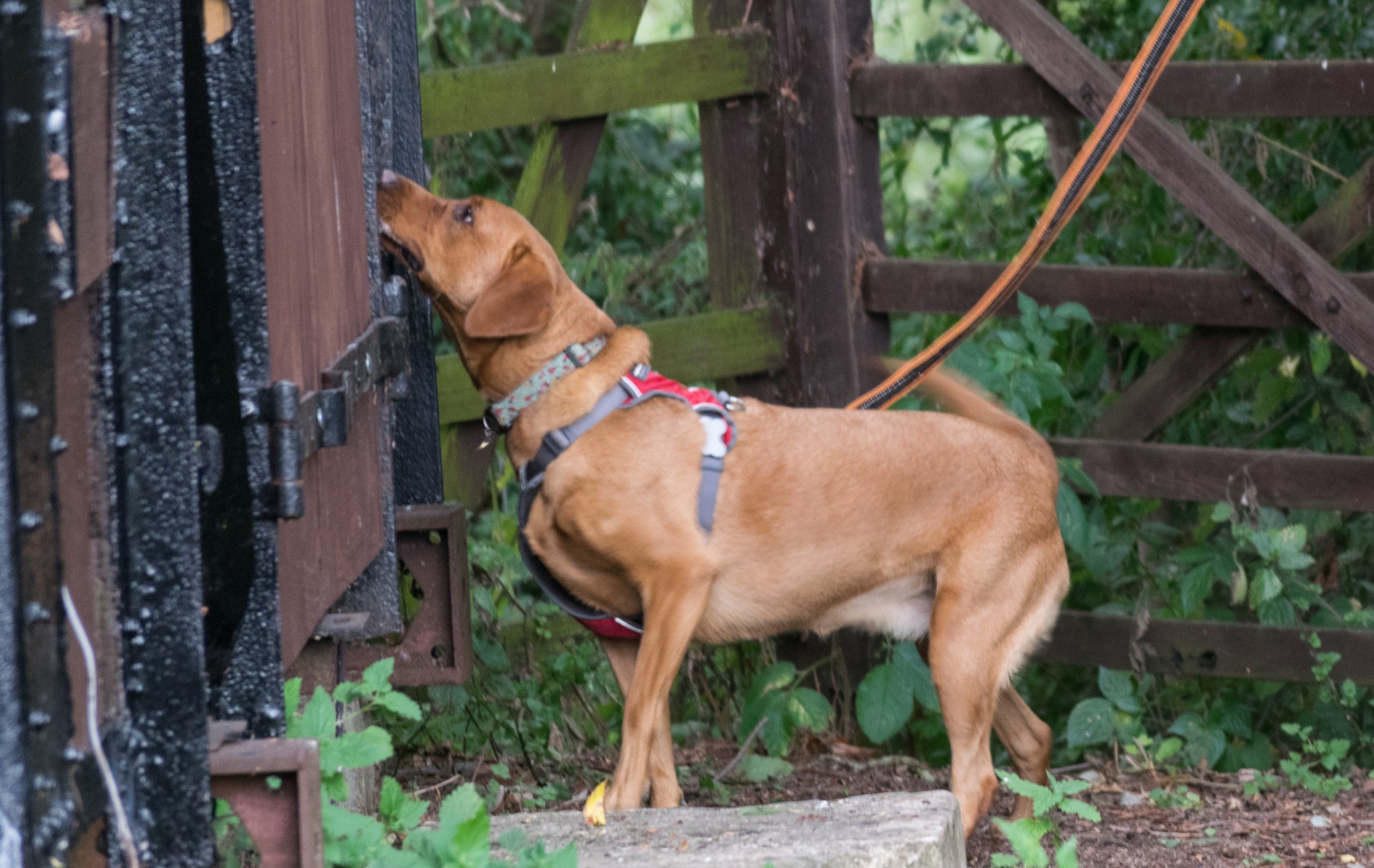 labrador indicating on train wagon