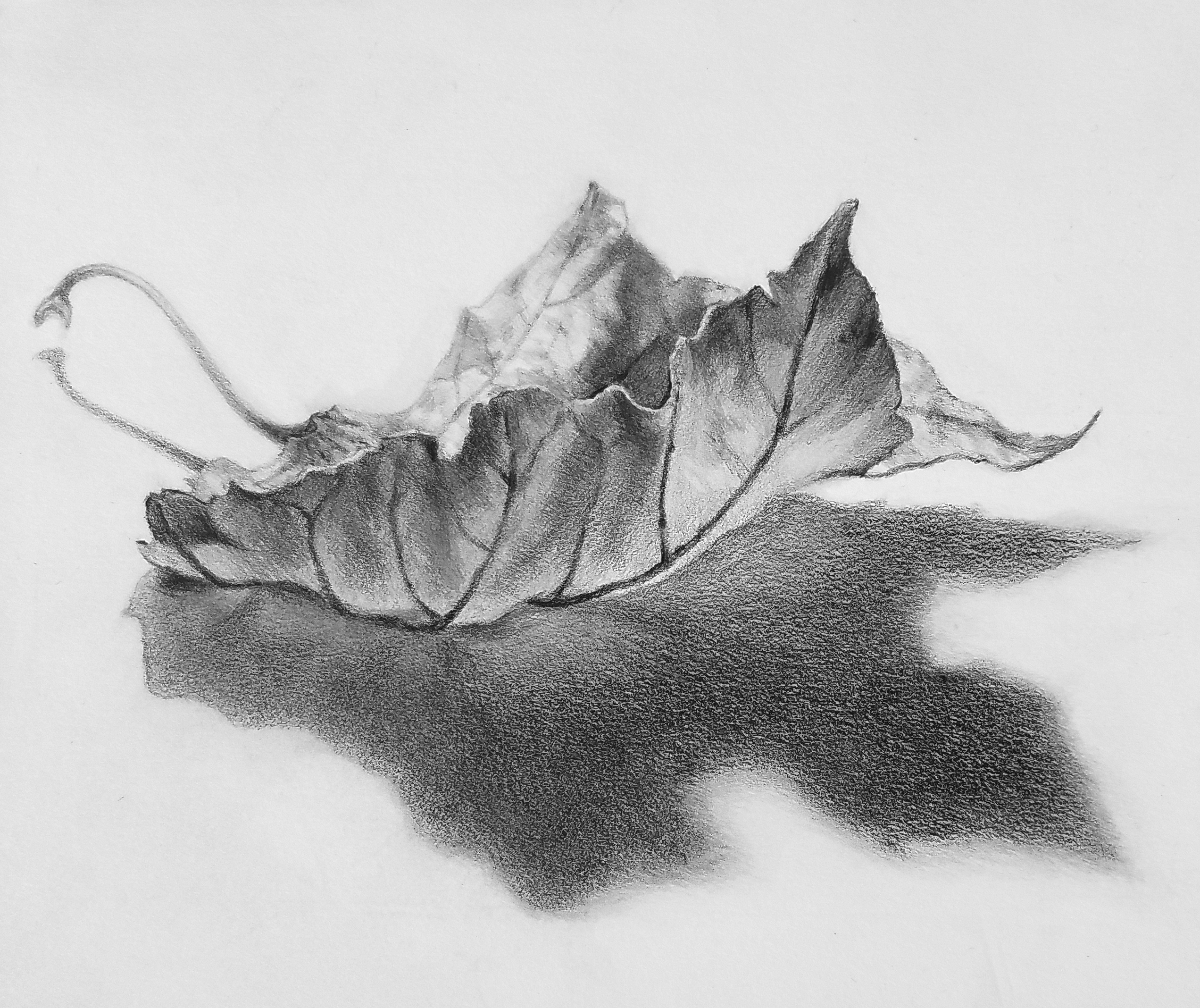 Drawing of a leaf