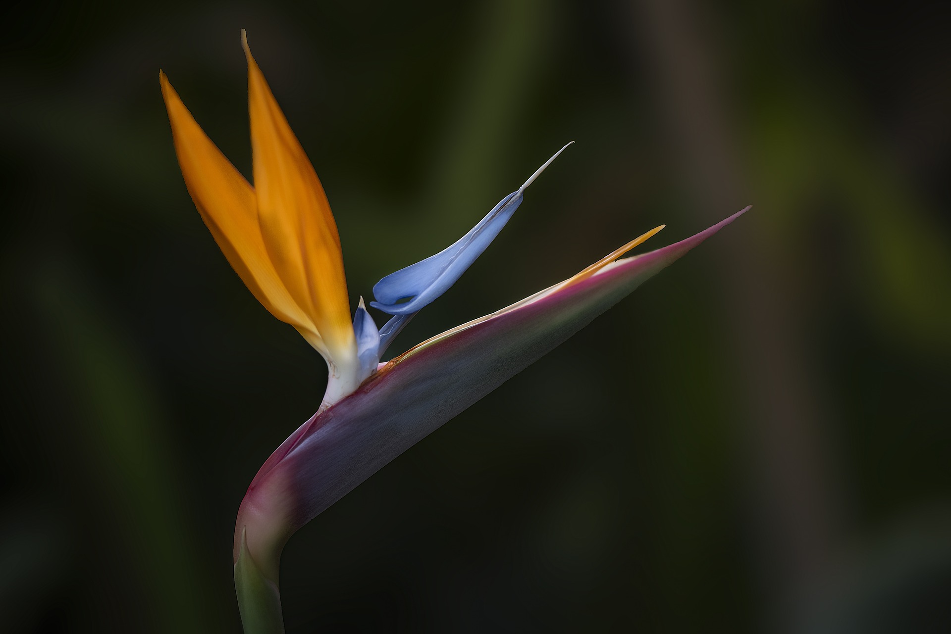 Bird of Paradise Flower