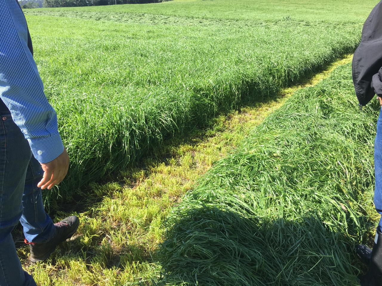 Camino entre dos potreros de ryegrass anual listo para ensilar.