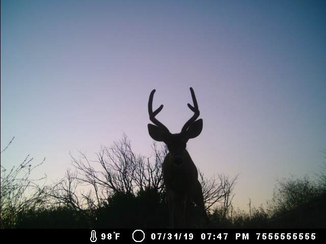 Blacktail Deer