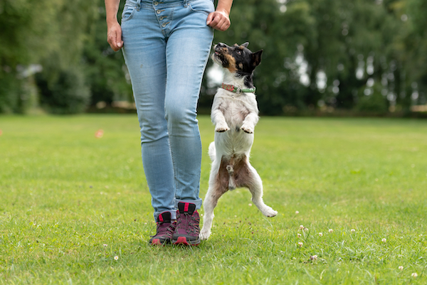 jack russell terrier jumping up while walking next to owner