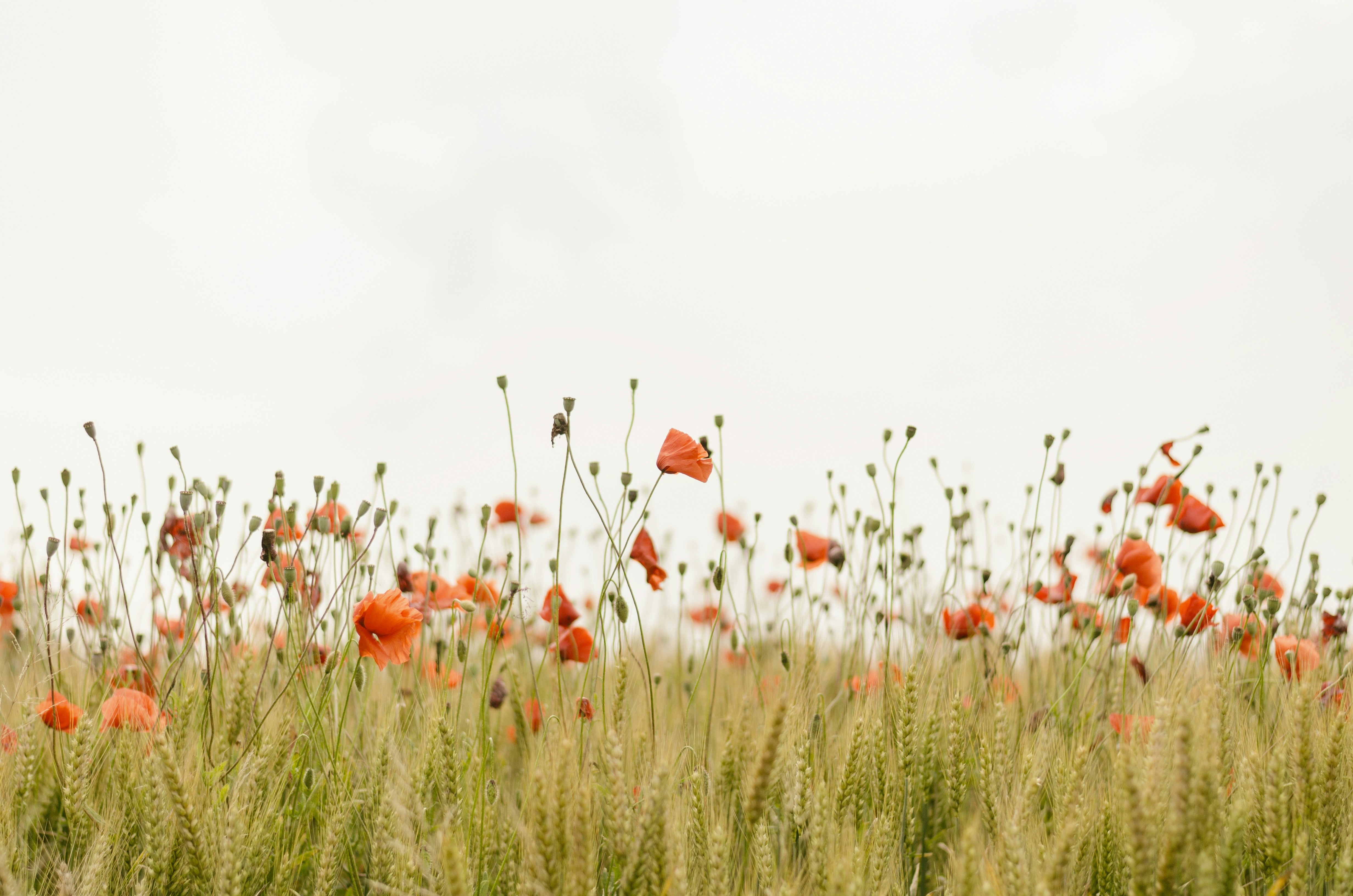 flowers in a field