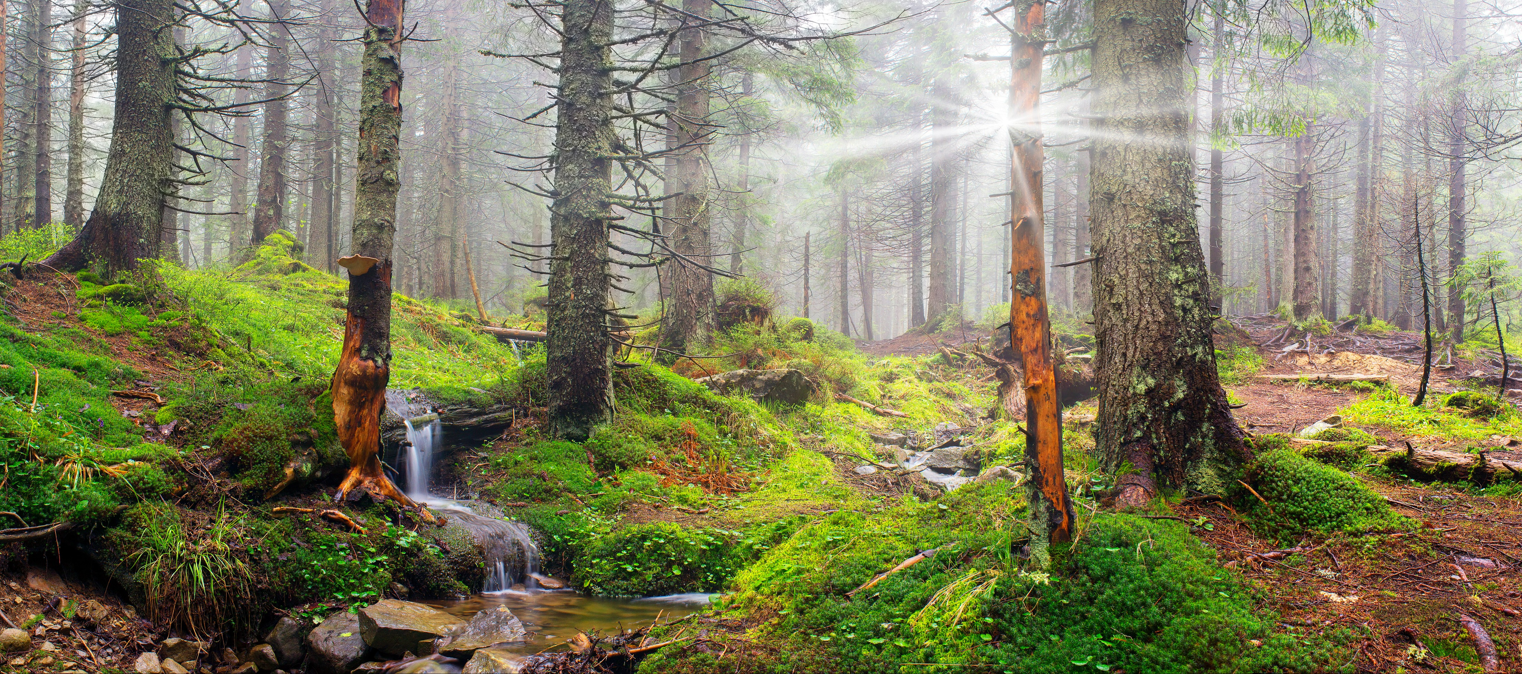 Fairy Glen