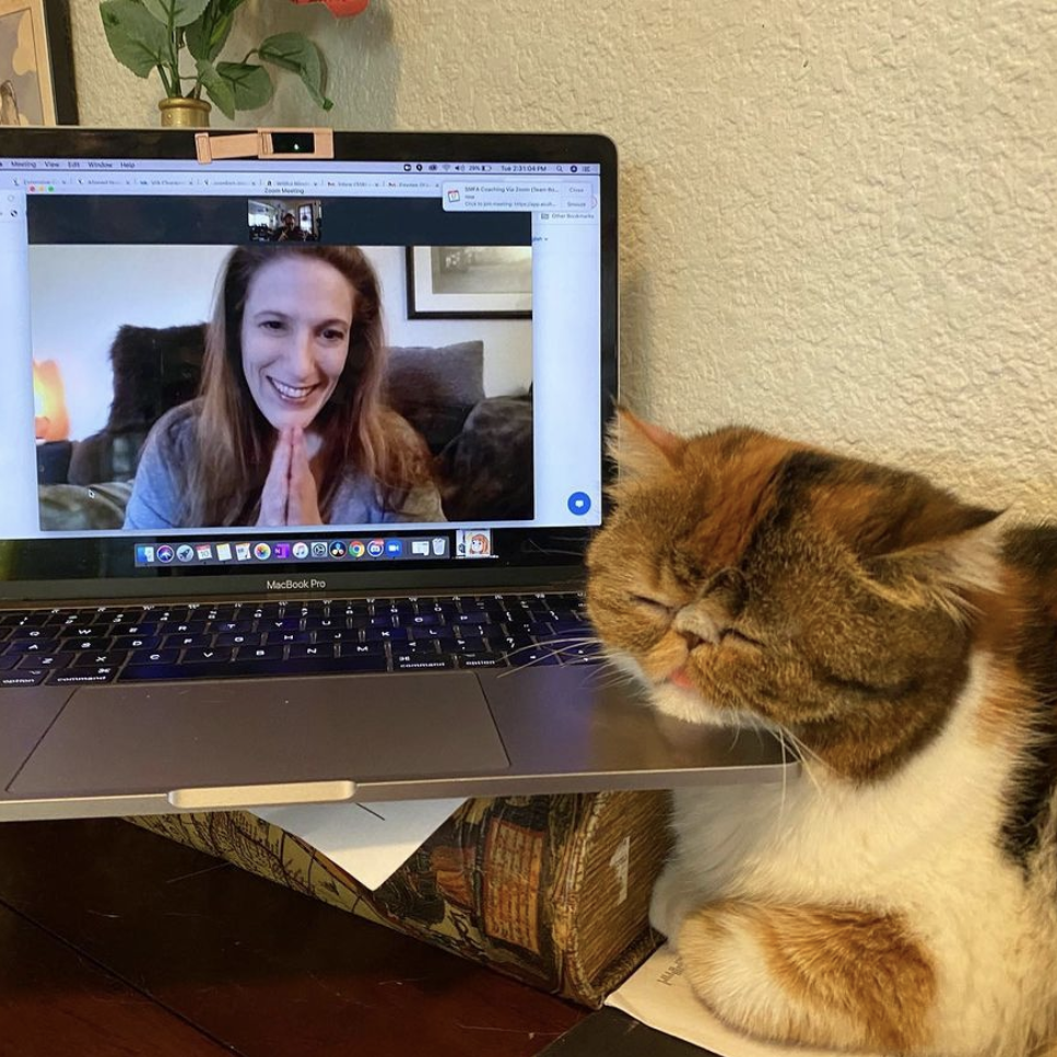 Bonnie Gillespie coaching via Zoom; a sweet smoosh-faced kitty with its chin perched on the laptop, on the receiving end of the coaching session.