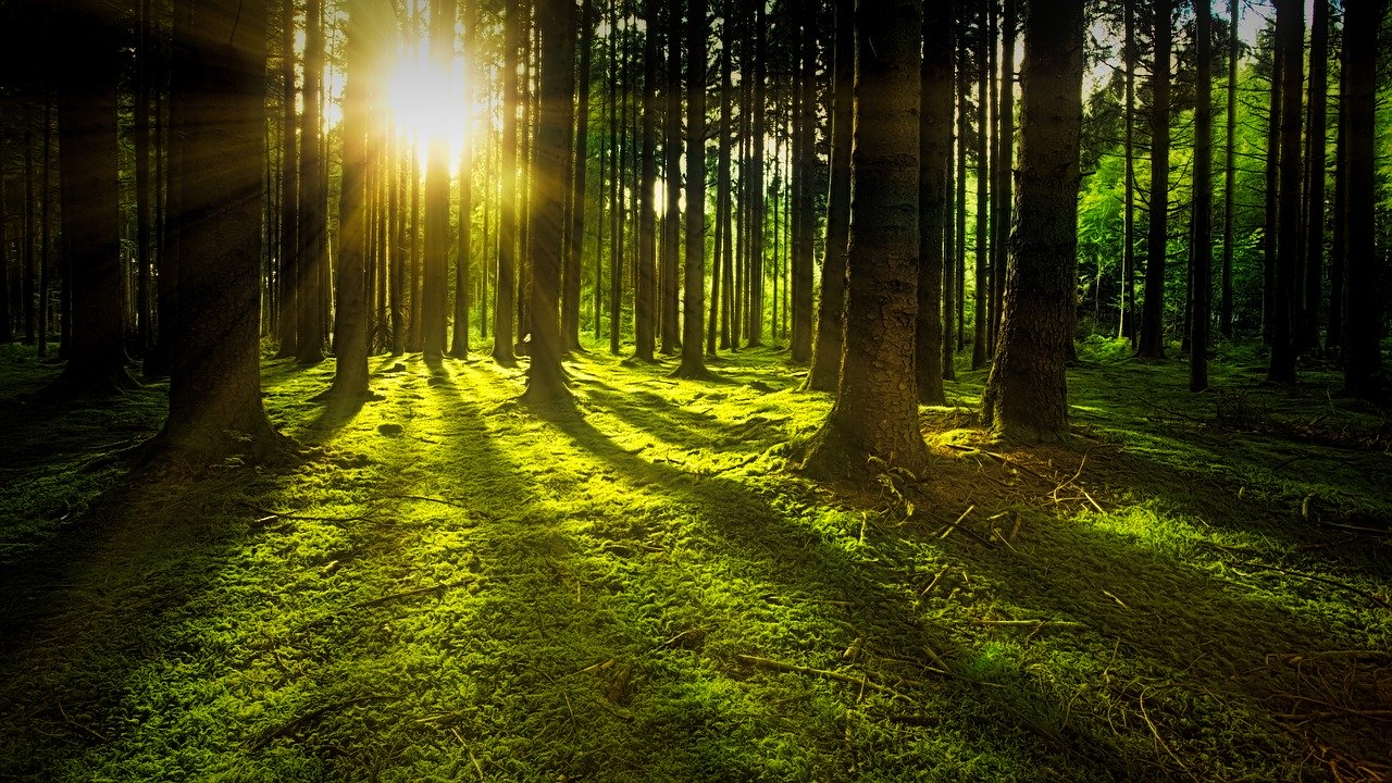 e-Coaching.dk - A source of inspiration, for you to improve your skills, working as a coach. 