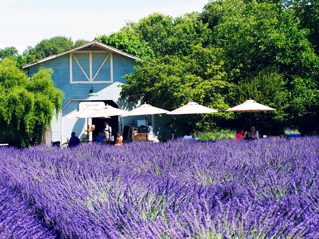 RACCOLTA E DISTILLAZIONE DELLA LAVANDA OFFICINALE: IL VIDEO - RACCONTO 