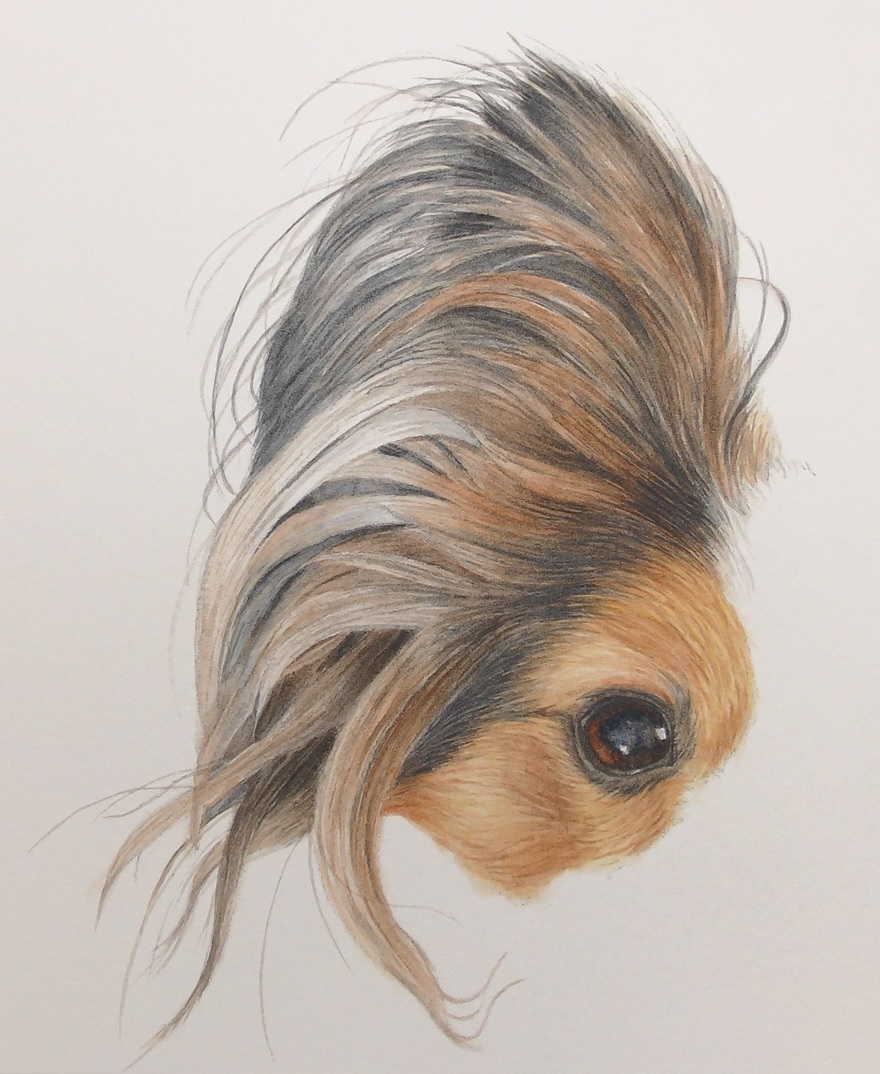 papillon dog in watercolor by rebecca rhodes