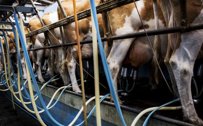 bypass fat to increase milk production of dairy farms