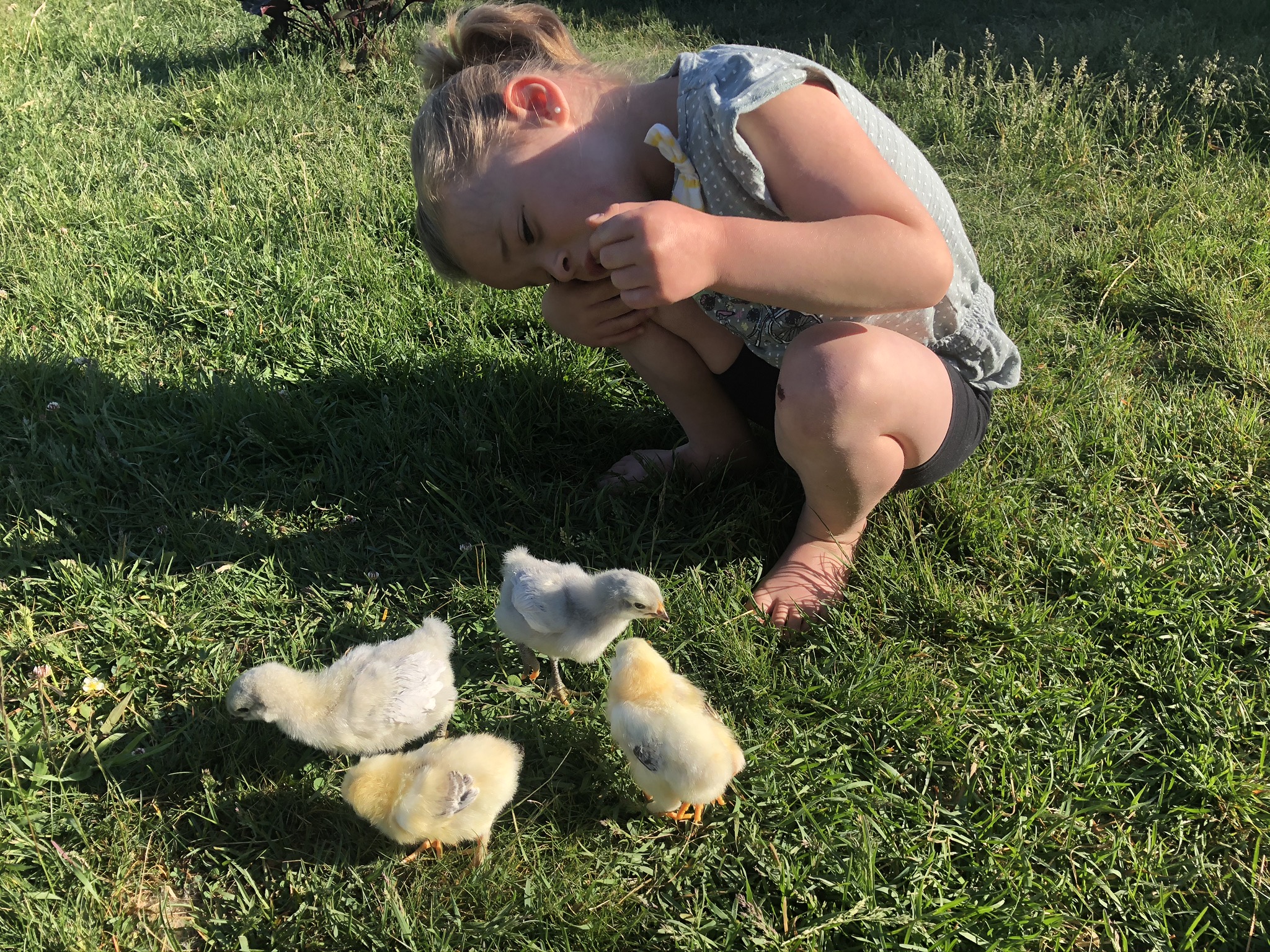 Des poussins et une jeune fille dans l