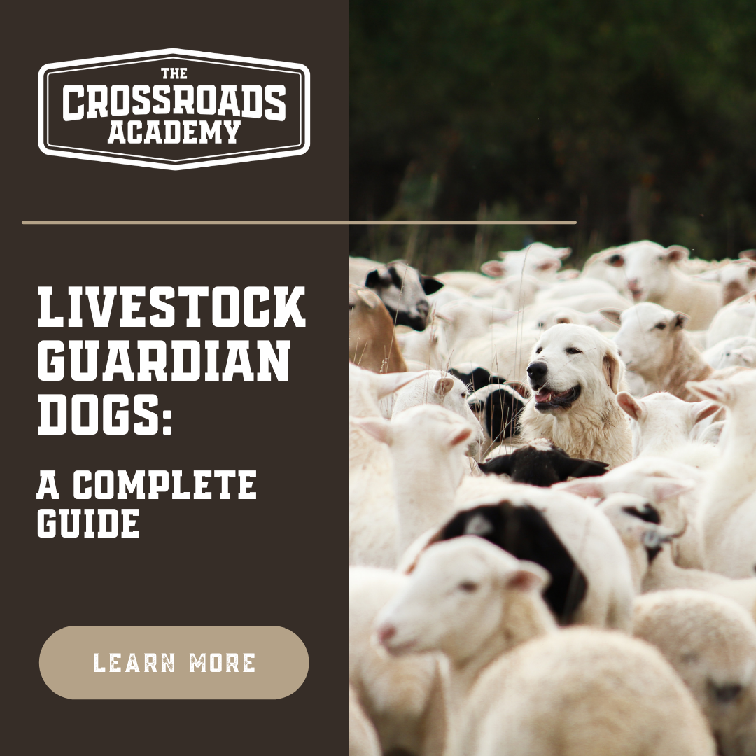 Livestock Guardian Dogs: A Complete Guide