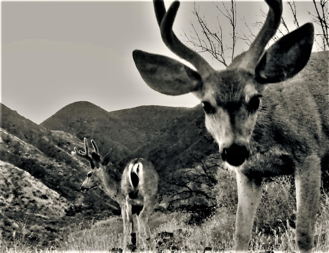 Mule Deer Hunting