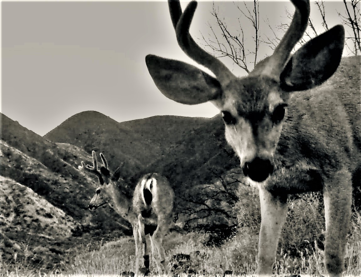 Mule Deer Hunting