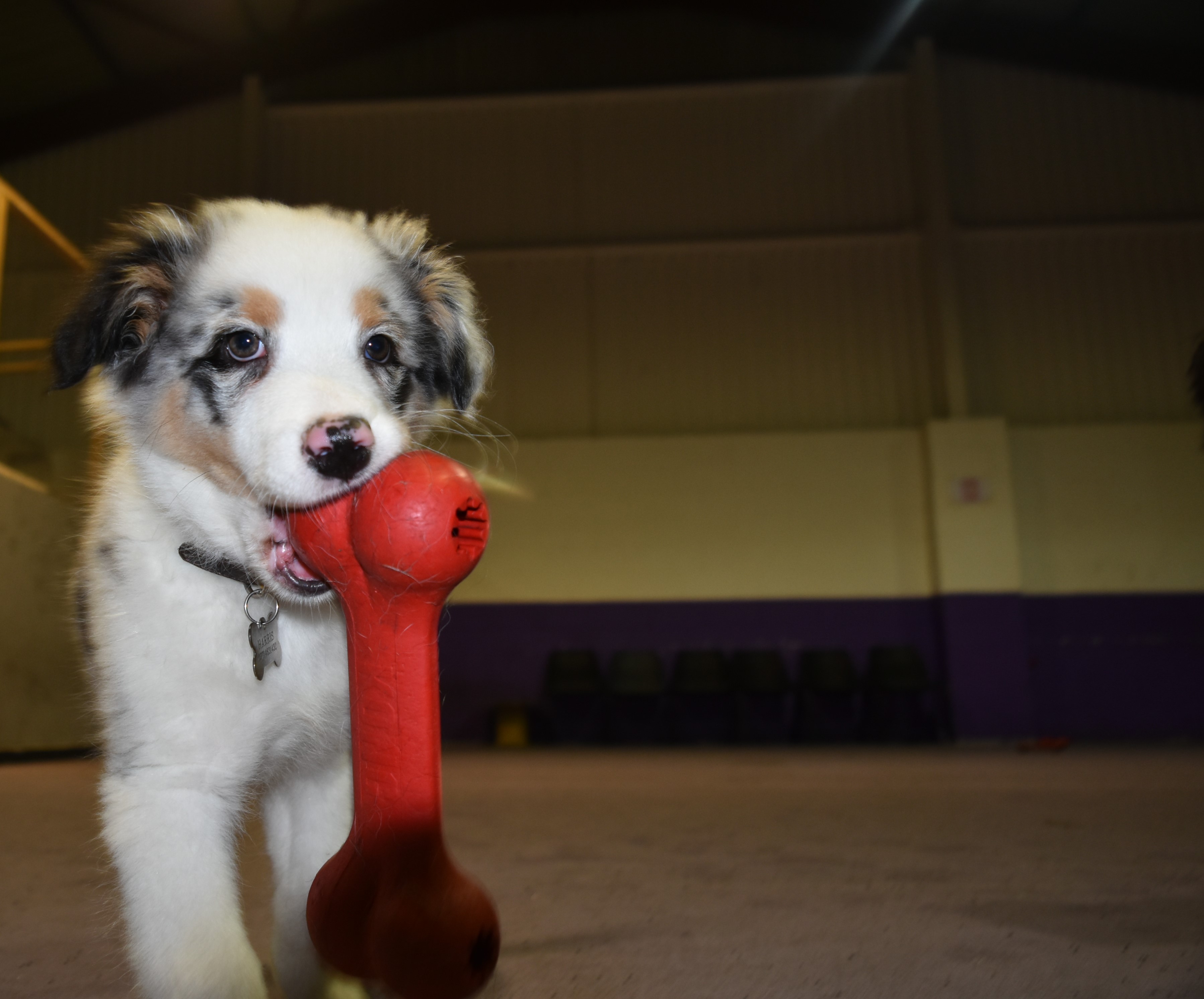 Happy hounds best sale dog training