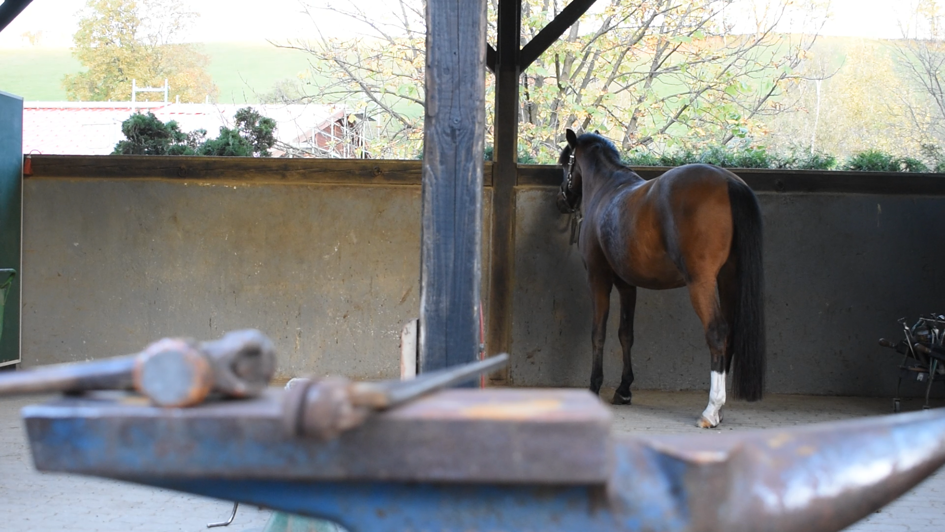 Learn How To Clean Thrush In The Hoof. How to recognise the what, where, why of equine thrush.