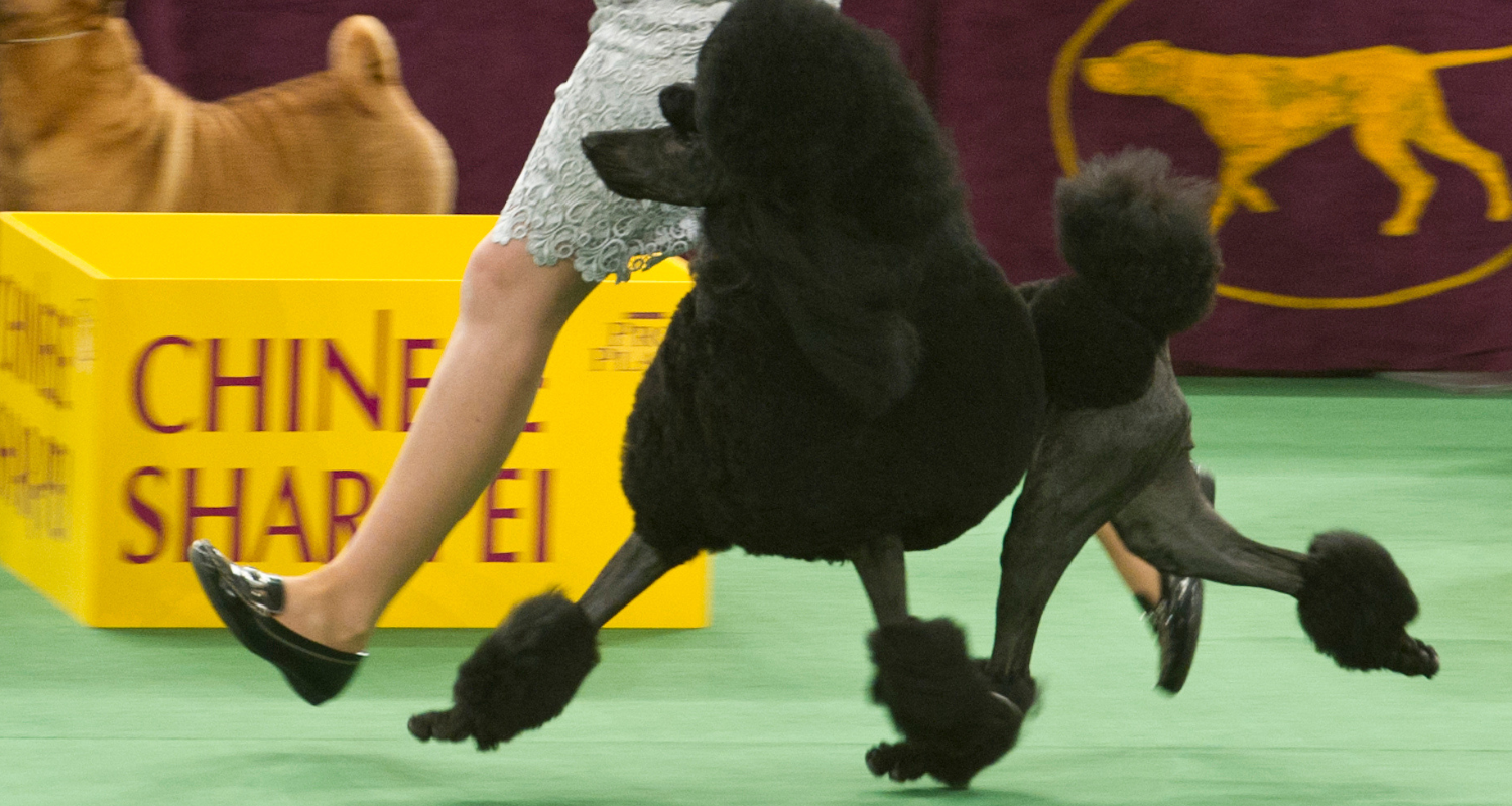 A Poodle in the Continental Trim, gaiting at a dog show