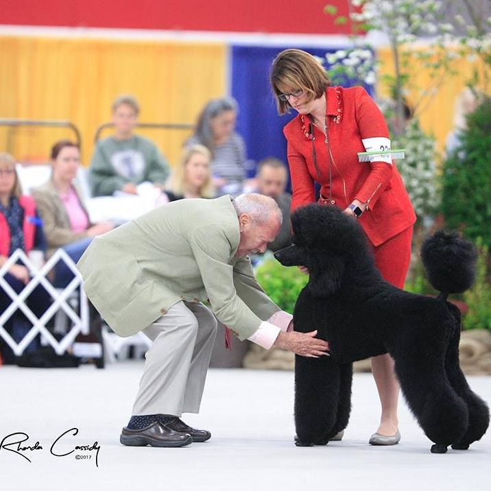 Standard poodle best sale show cut