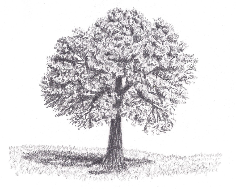 How to Draw a Tree Let's Draw Today Club