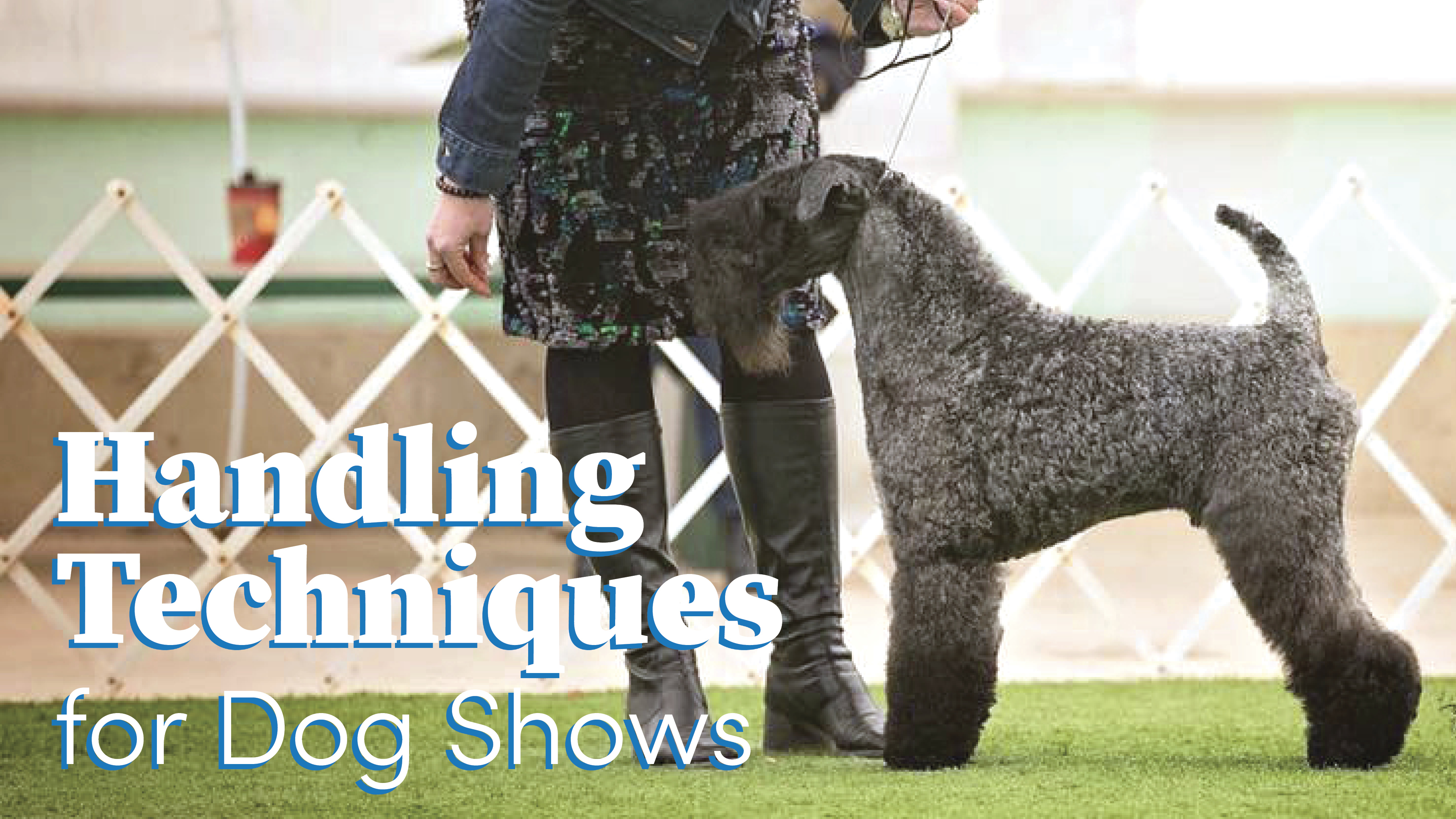 A Kerry Blue Terrier in the dog show ring. Captioned Handling Techniques for Dog Shows