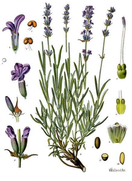 wiki.lavender