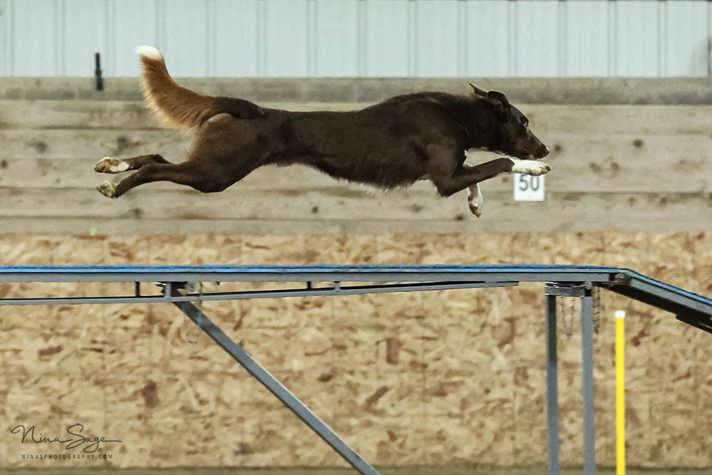 Red smooth border collie in an extended run hovering 1 foot over a blue dog walk. The background is particle board wood in a neutral beige color.