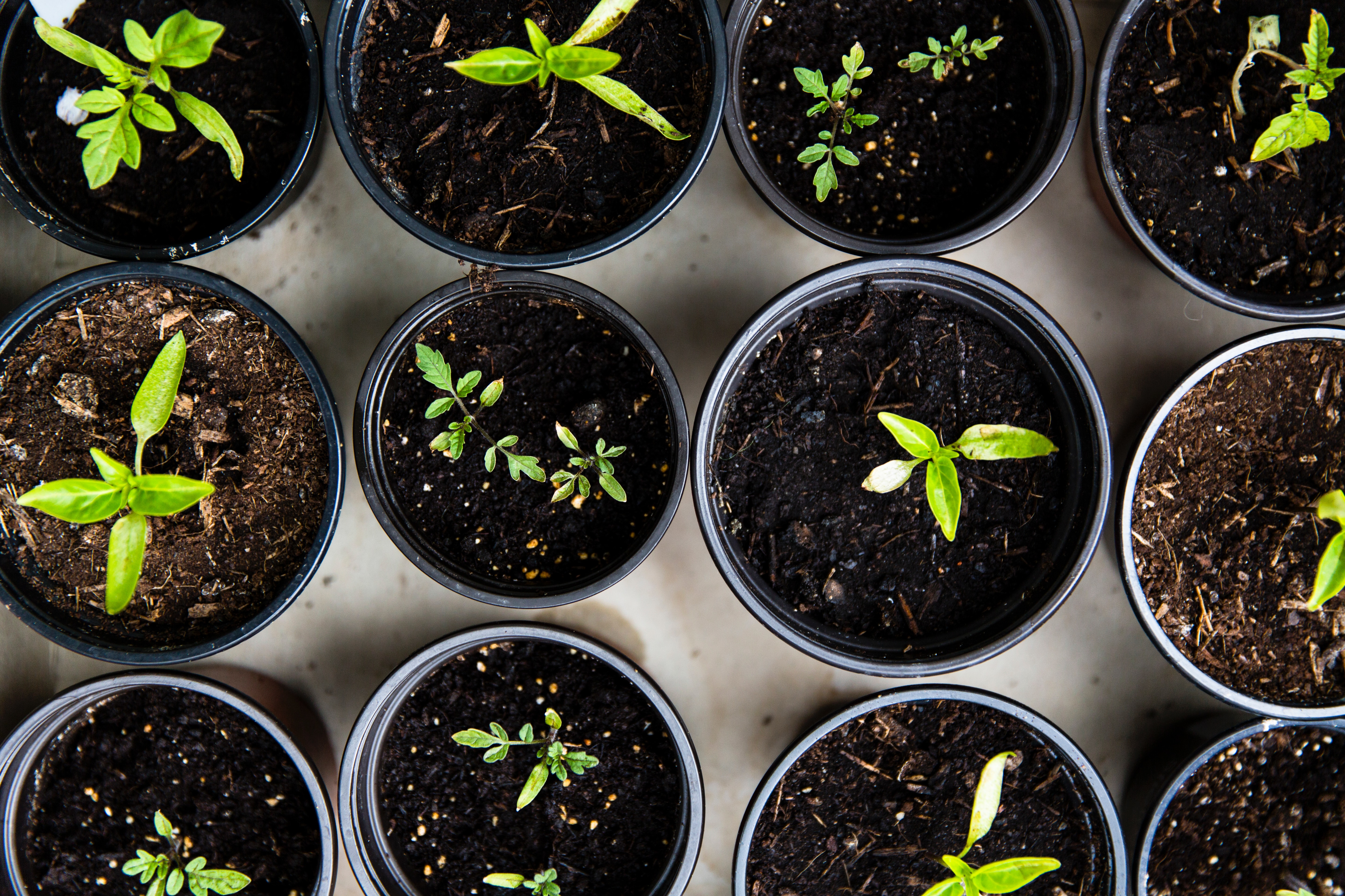 seedlings in small containers