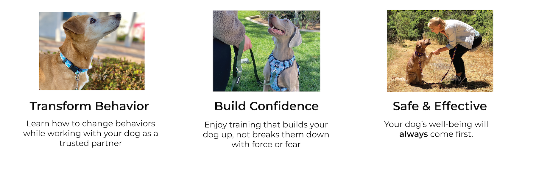 an image for an online dog training school showing three steps for success.