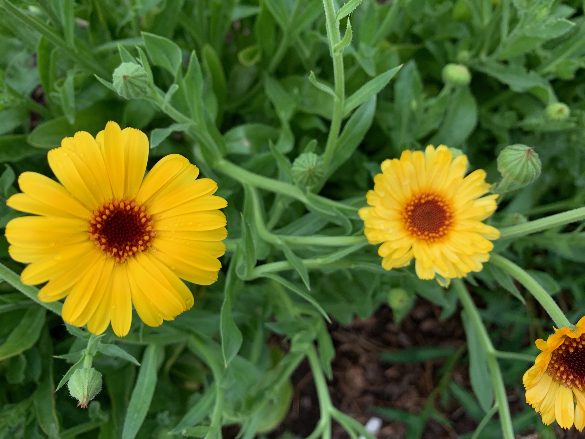 Bright Calendula Flowers are lovely for crafting an infused oil