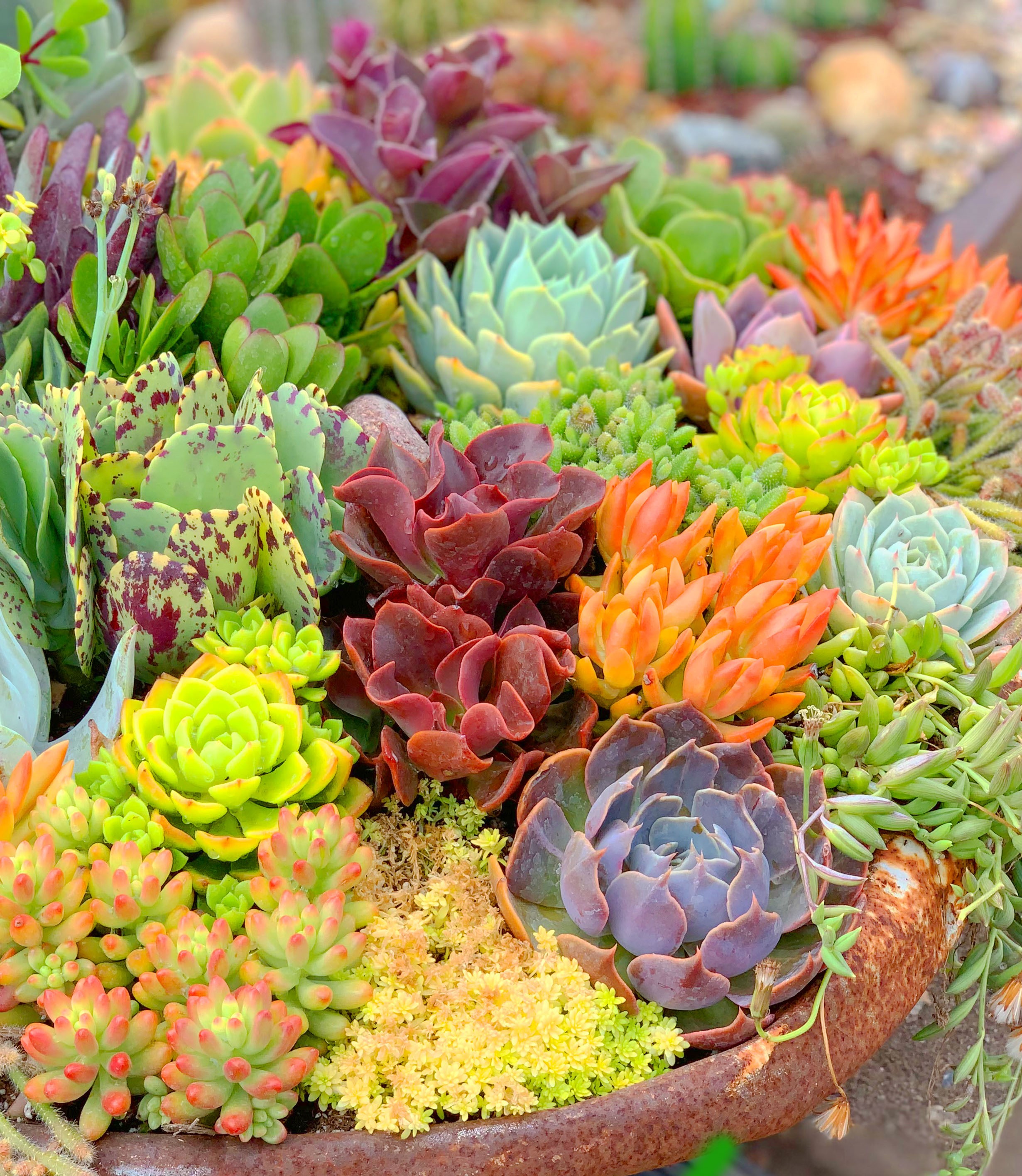 how to grow colorful succulents