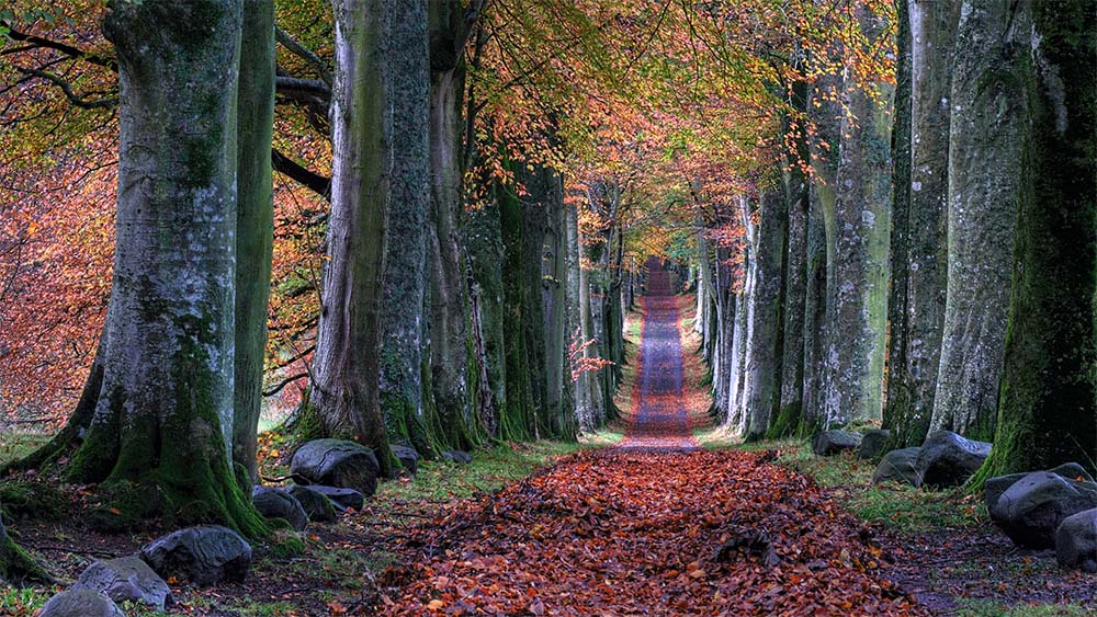Path with autumn trees