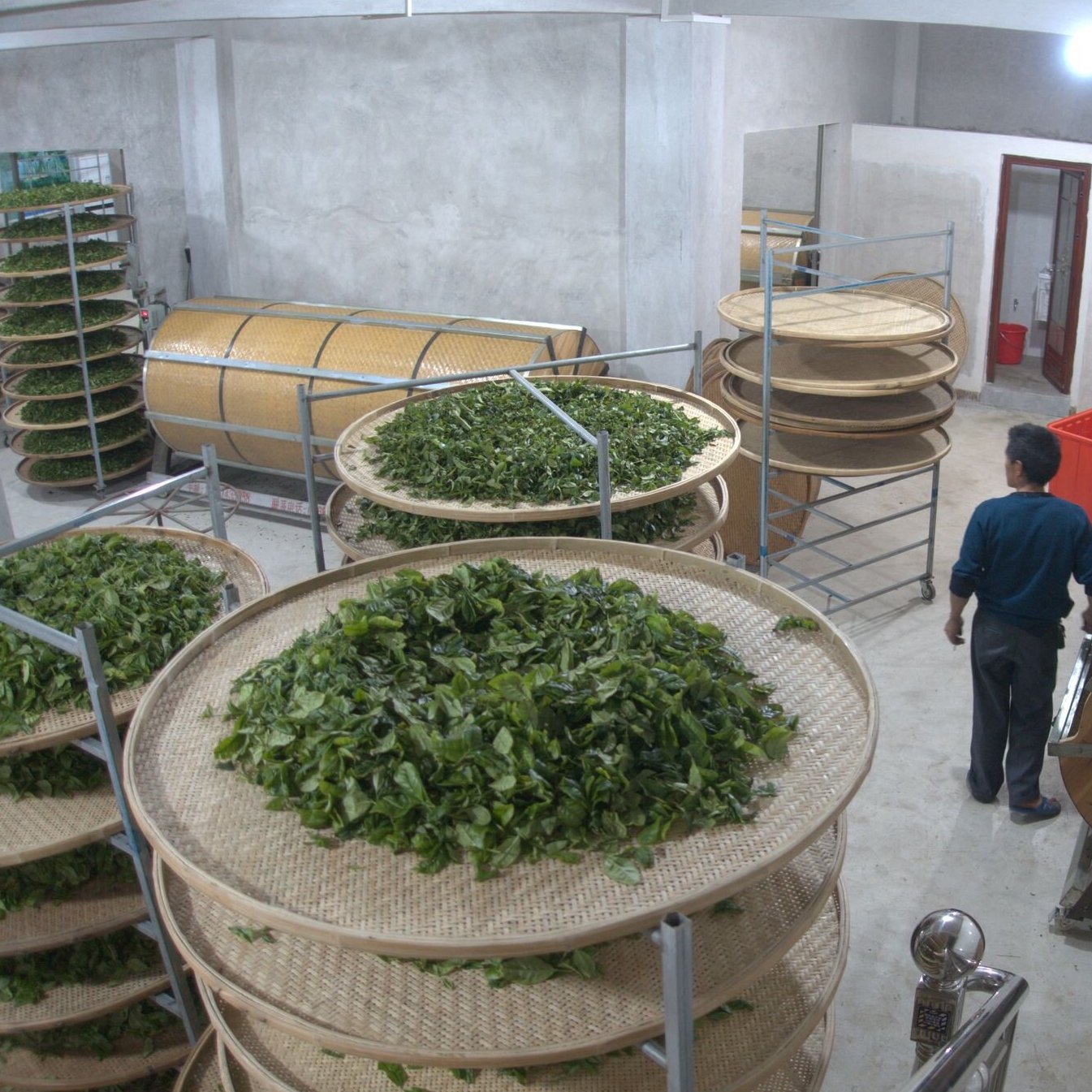 tea farming