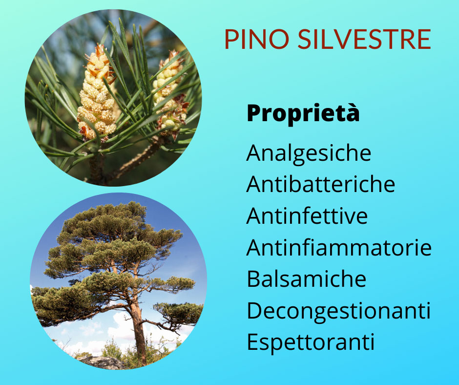 olio essenziale massaggio pino chakra massaggio